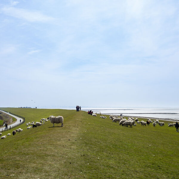 Erlebe Büsum, Kreis Dithmarschen, Schleswig-Holstein, Nordsee