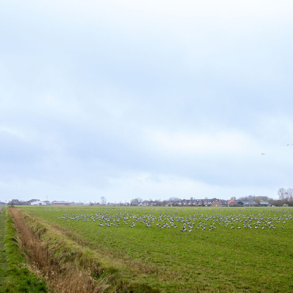 Erlebe Büsum, Kreis Dithmarschen, Schleswig-Holstein, Nordsee