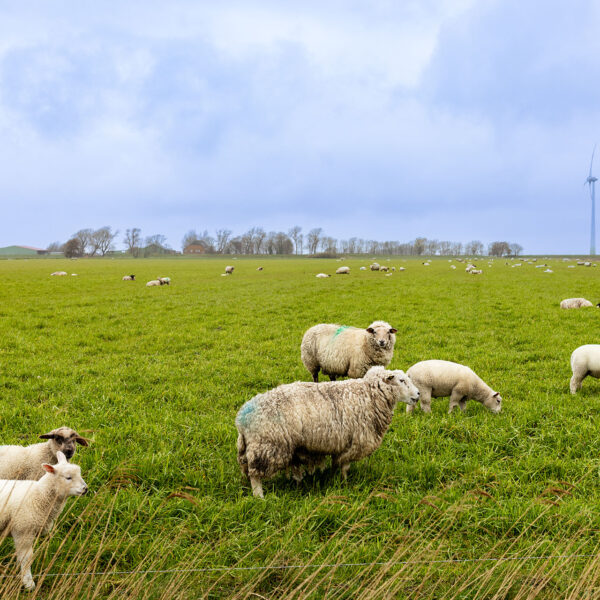 Erlebe Büsum, Kreis Dithmarschen, Schleswig-Holstein, Nordsee