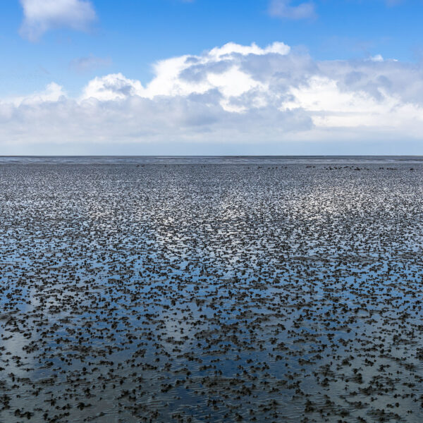 Erlebe Büsum, Kreis Dithmarschen, Schleswig-Holstein, Nordsee